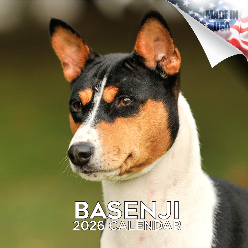 Basenji Wall Calendar 2026