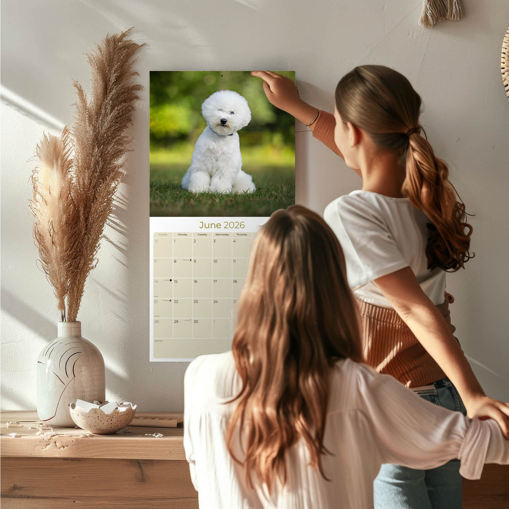 Bichon Frise Wall Calendar 2026