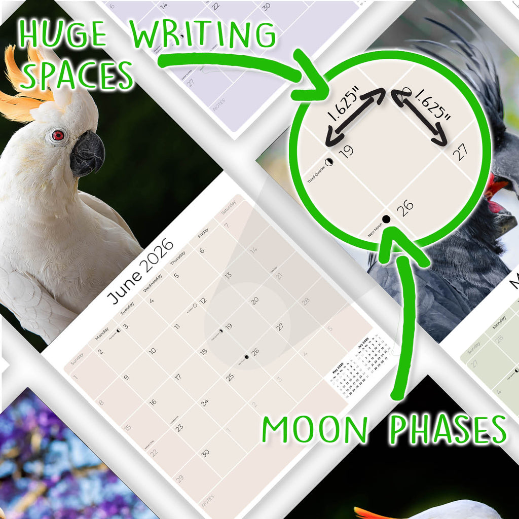 Cockatoos Wall Calendar 2026