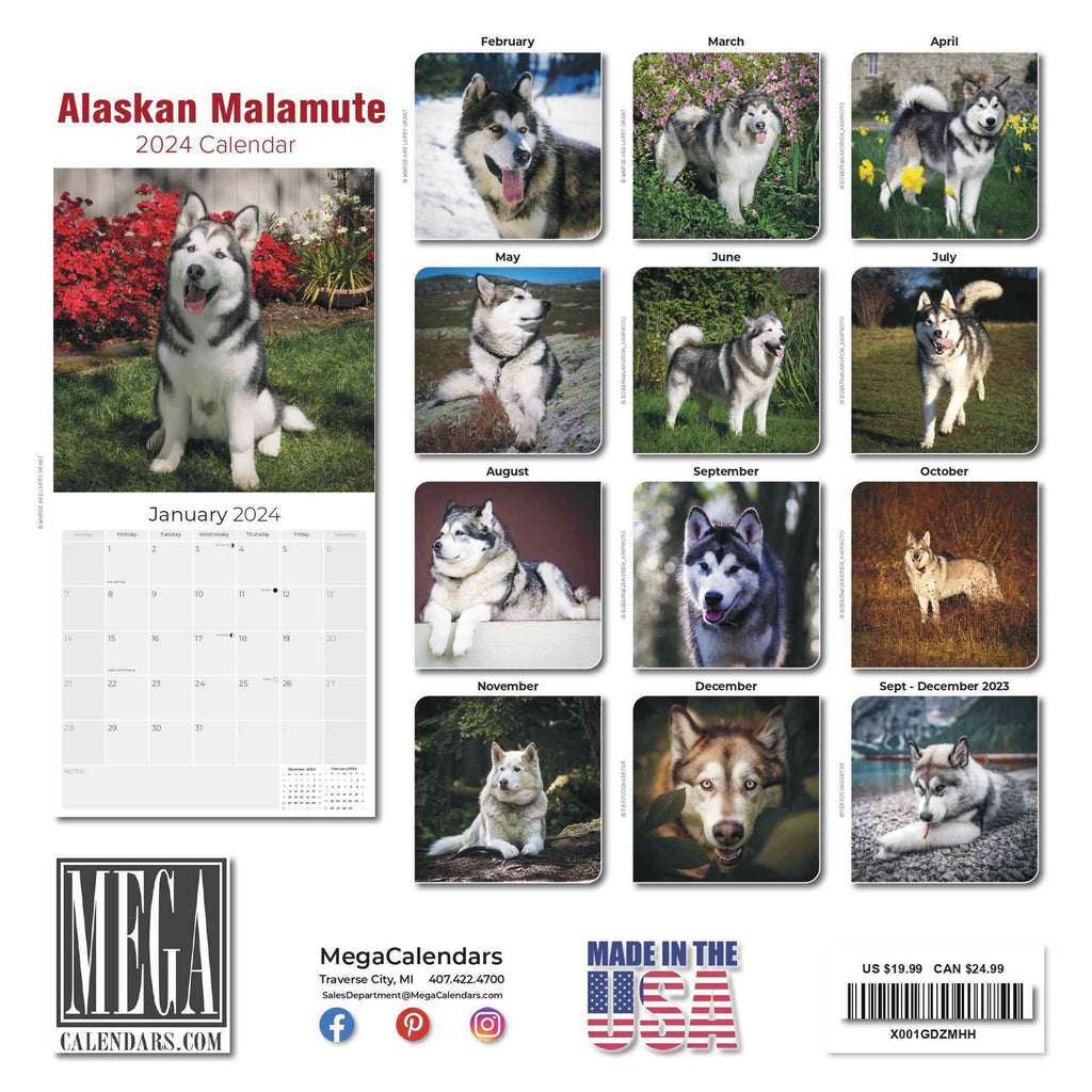Alaskan Malamute Wall Calendar 2024