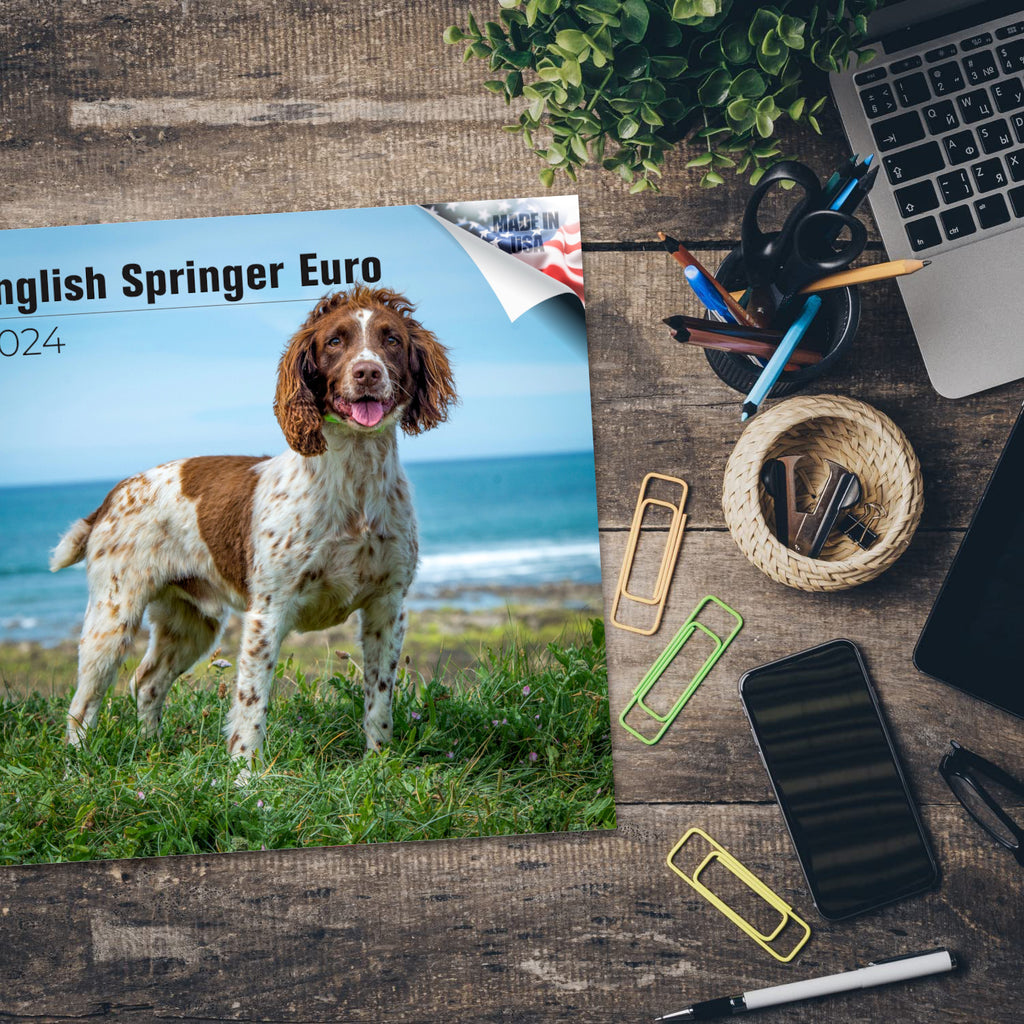 Eng Springer Spaniel (Euro) Wall Calendar 2024