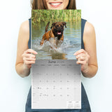 Mastiff Wall Calendar 2024