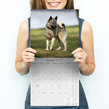 Norwegian Elkhound Wall Calendar 2024