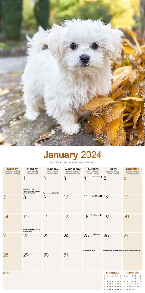 Maltese Calendar 2024 by Avonside