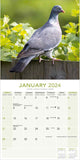 Pigeons Wall Calendar 2024