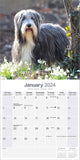 Bearded Collie Calendar 2024 by Avonside
