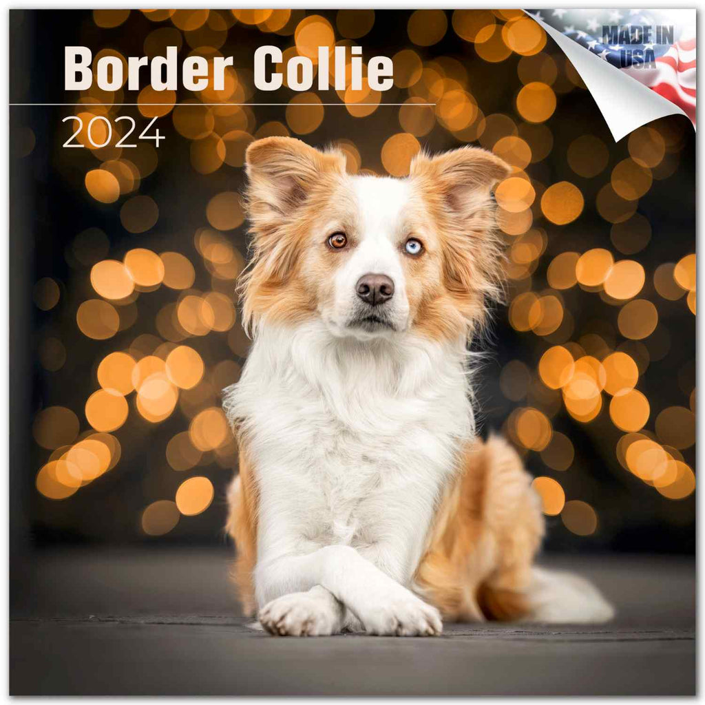 Border Collie Wall Calendar 2024