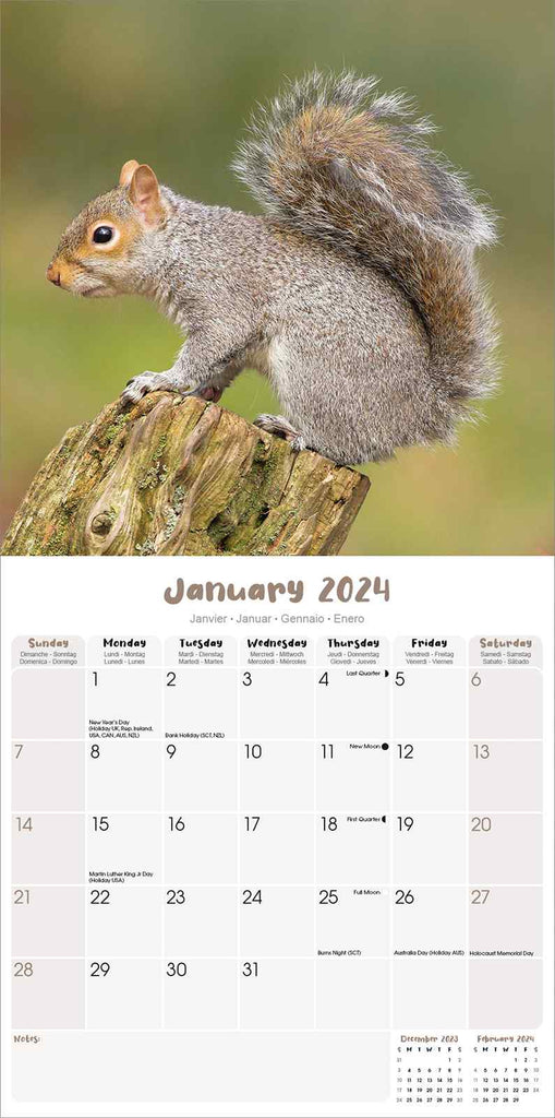 Squirrels Calendar 2024 by Avonside