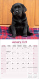Black Labrador Retriever Calendar 2024 by Avonside