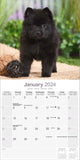 Schipperke Calendar 2024 by Avonside