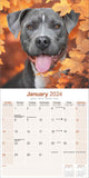 American Staffordshire Terrier Wall Calendar 2024 by Avonside