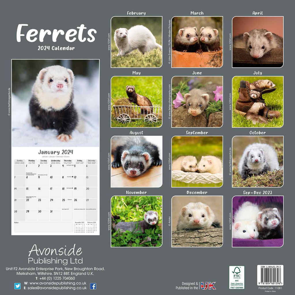 Ferrets Calendar 2024 by Avonside