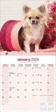 Chihuahua Calendar 2024 by Avonside