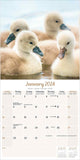 Baby Animals Wall Calendar 2024
