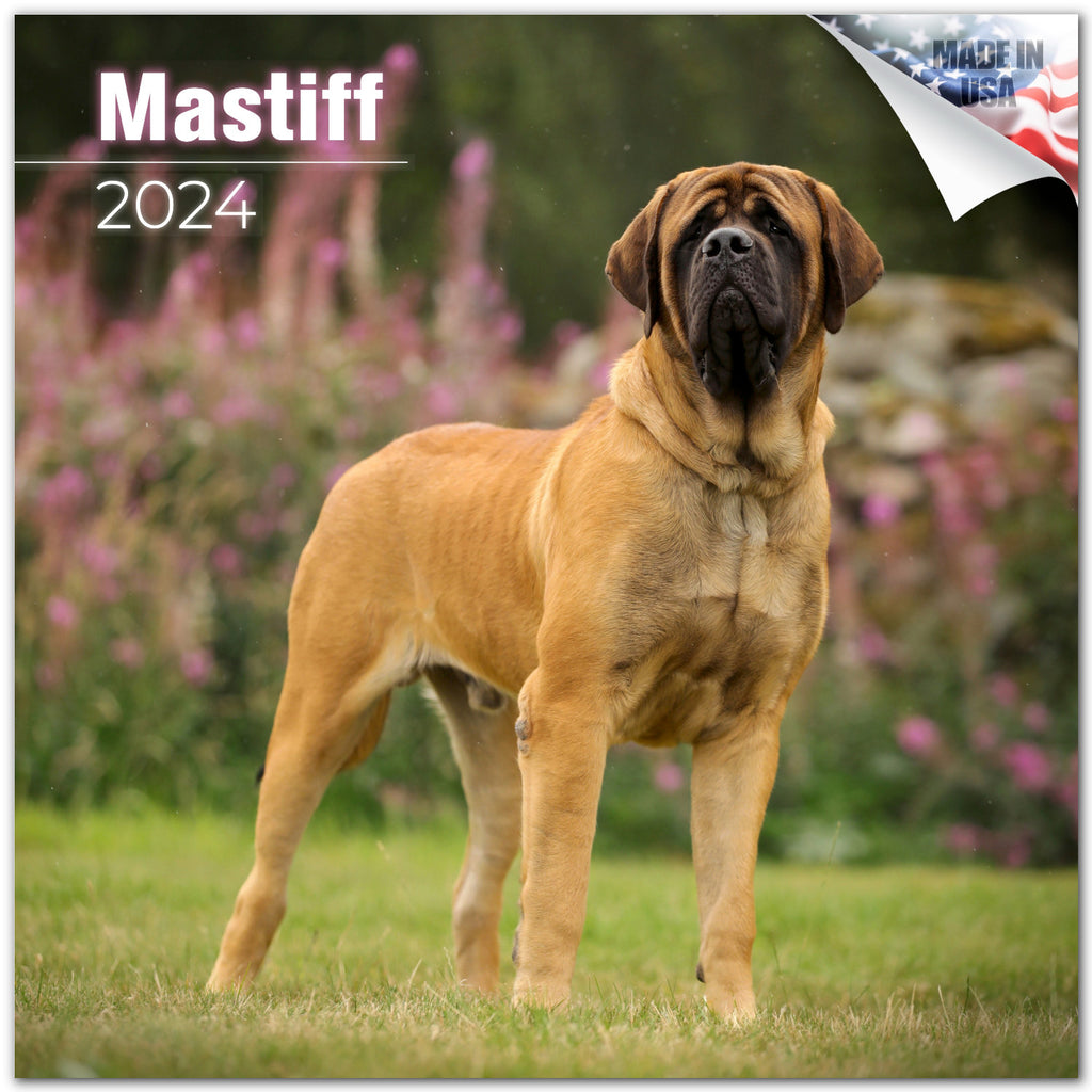 Mastiff Wall Calendar 2024