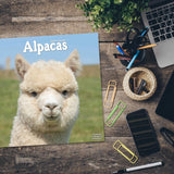 Alpacas Wall Calendar 2024