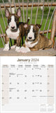 Bull Terrier Calendar 2024 by Avonside