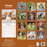 Beagle Calendar 2024 by Avonside