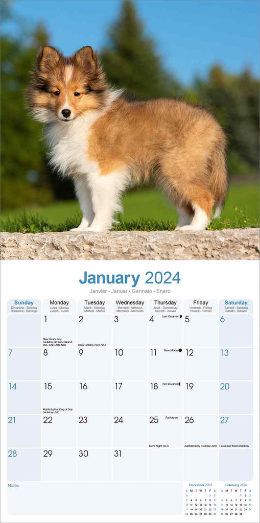Shetland Sheepdog Calendar 2024 by Avonside