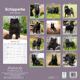 Schipperke Calendar 2024 by Avonside