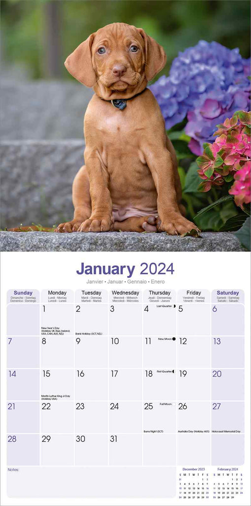 Vizsla Calendar 2024 by Avonside