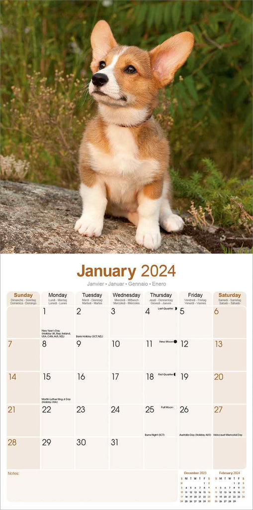 Corgi Calendar 2024 by Avonside