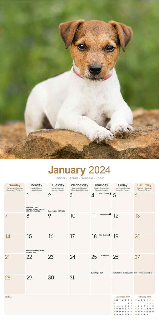 Jack Russell Calendar 2024 by Avonside