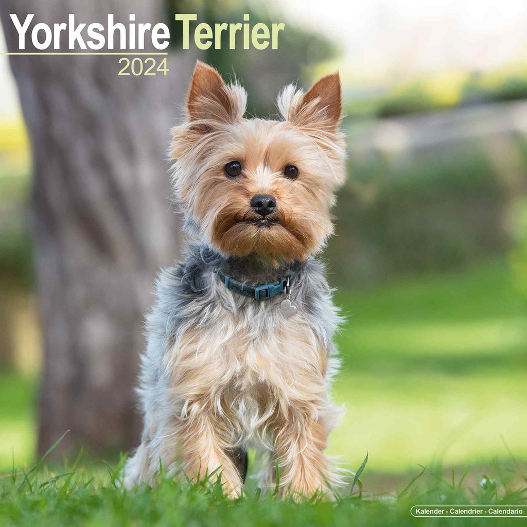 Yorkshire Terrier Calenda 2024 by Avonside