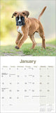 Boxer Pups Wall Calendar 2024
