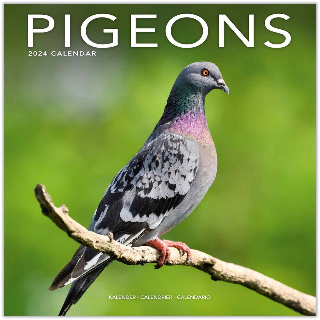 Pigeons Wall Calendar 2024