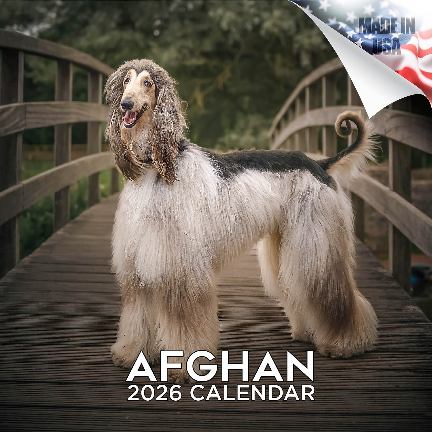 Afghan Hound Calendar 2026