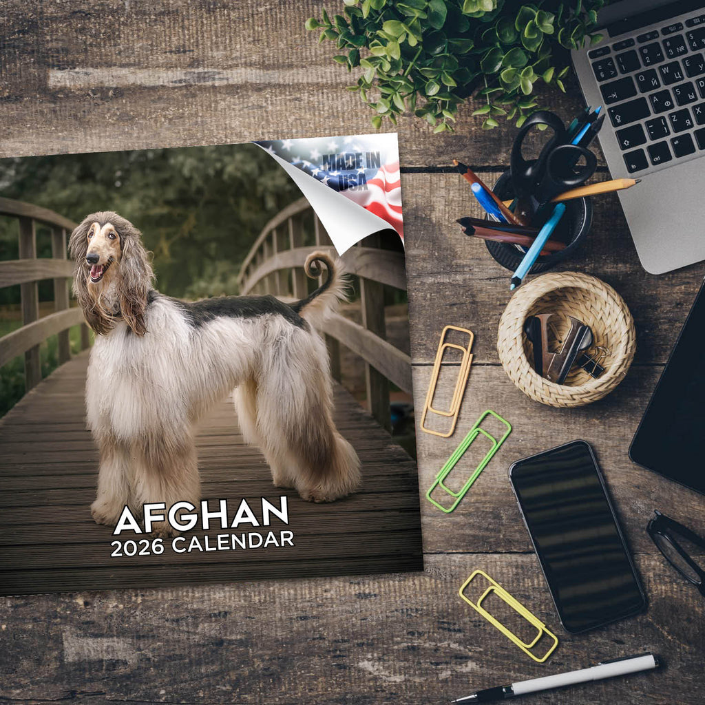 Afghan Hound Calendar 2026