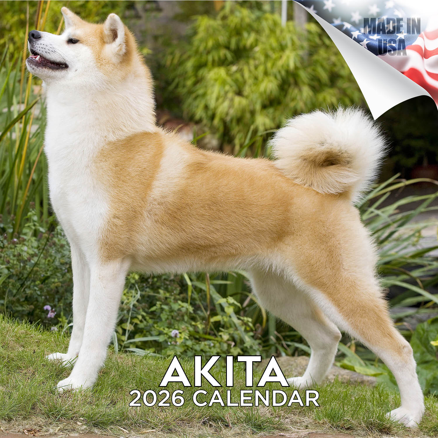 Akita Wall Calendar 2026