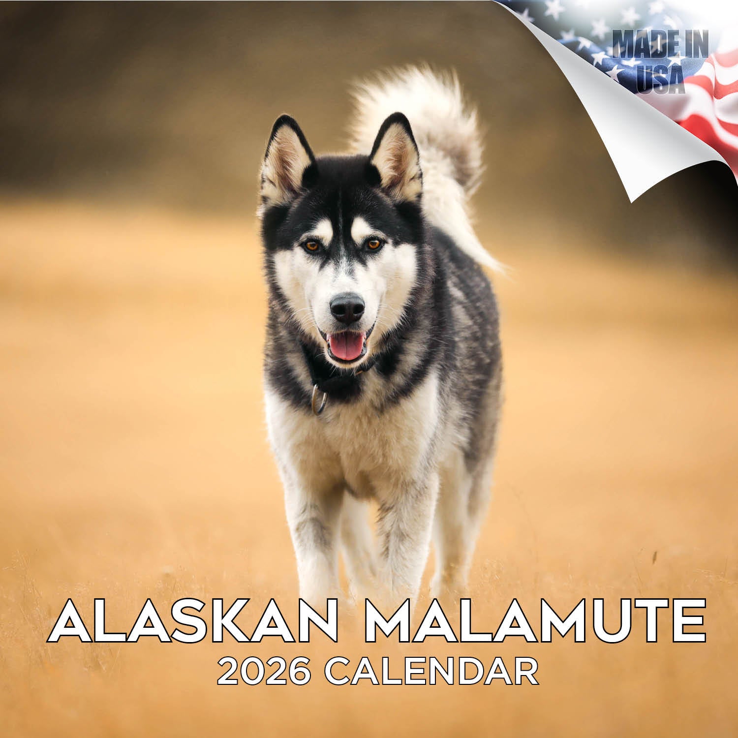 Alaskan Malamute Wall Calendar 2026