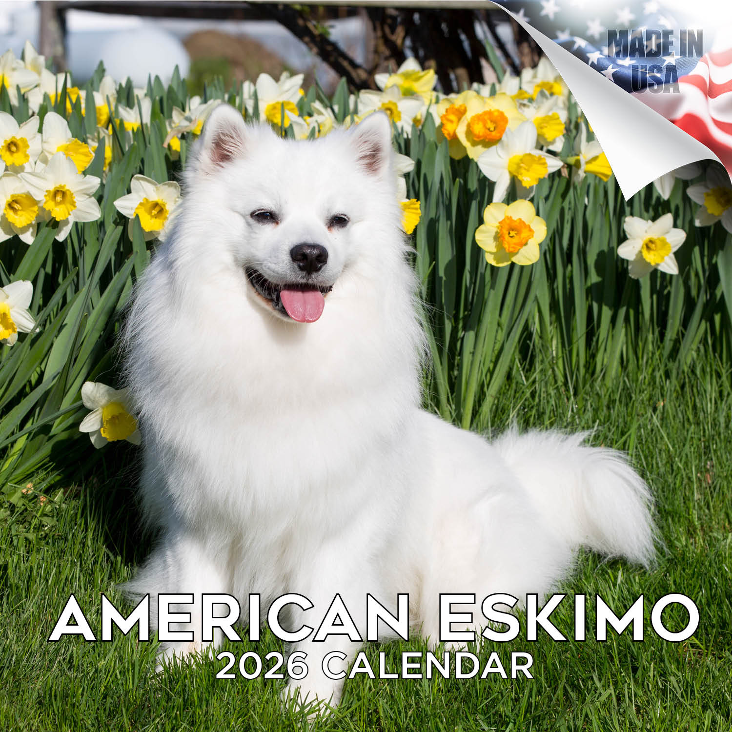 American Eskimo Wall Calendar 2026