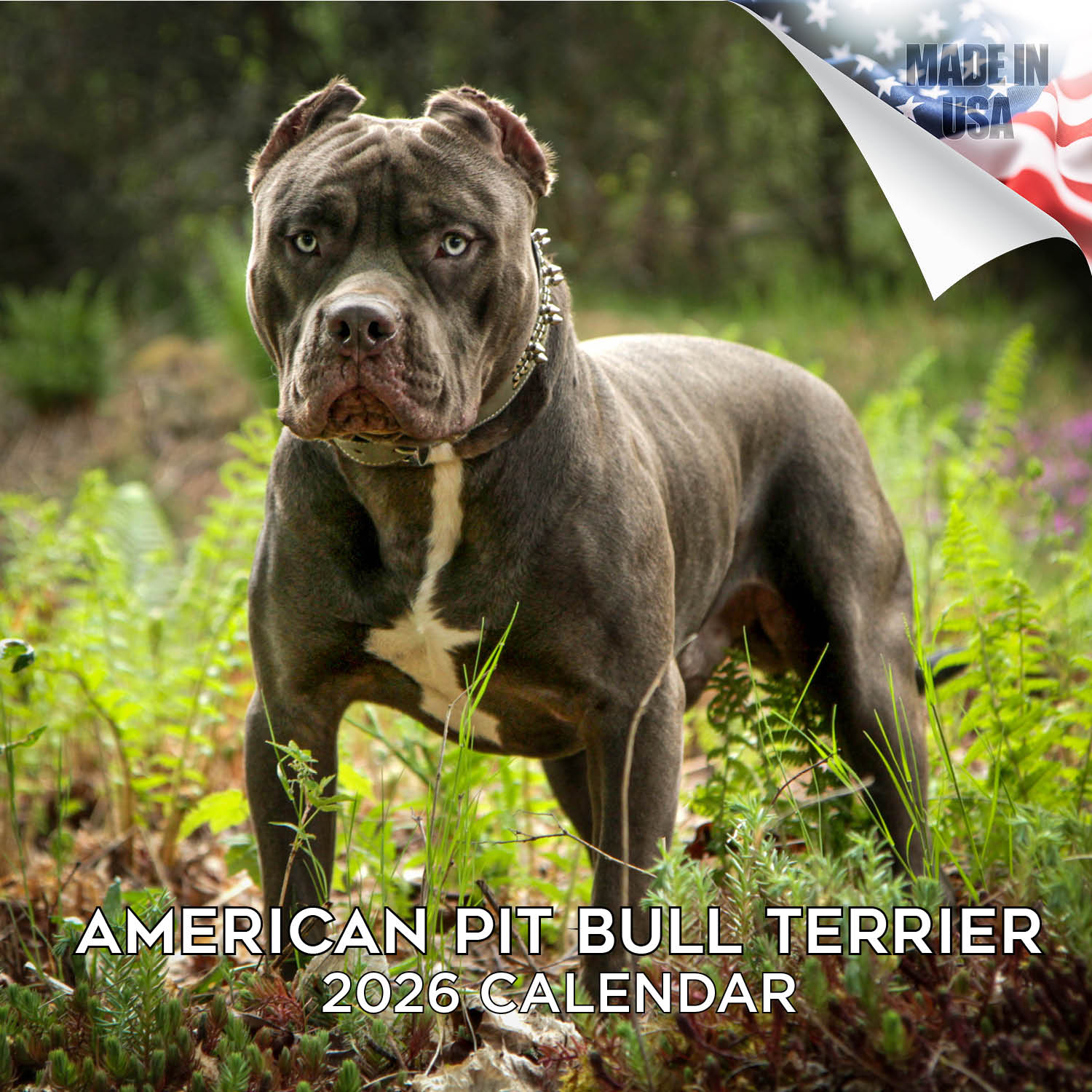 American Pit Bull Terrier Wall Calendar 2026