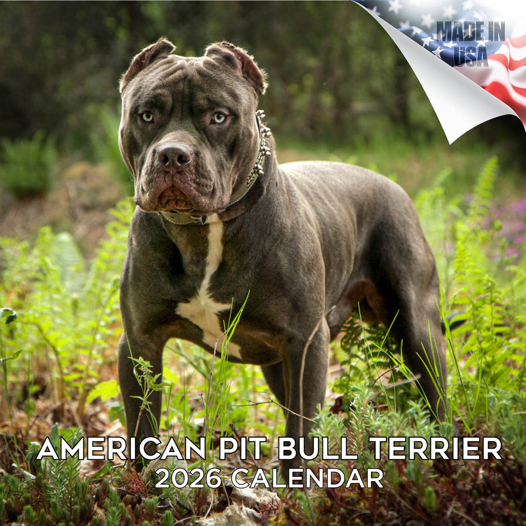American Pit Bull Terrier Wall Calendar 2026