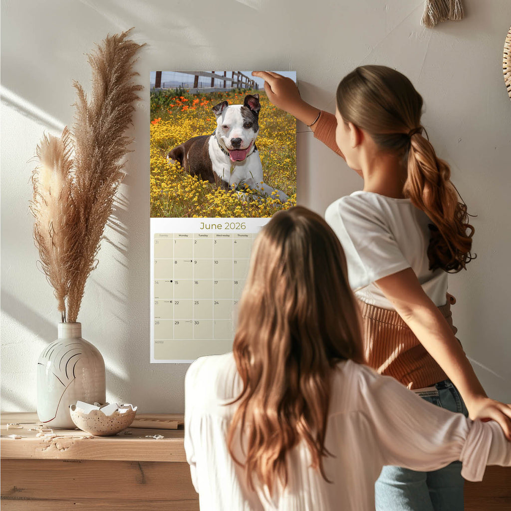 American Pit Bull Terrier Wall Calendar 2026