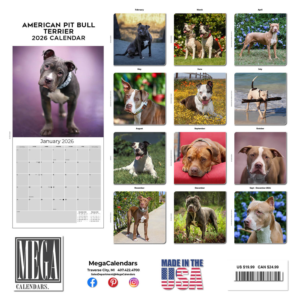 American Pit Bull Terrier Wall Calendar 2026