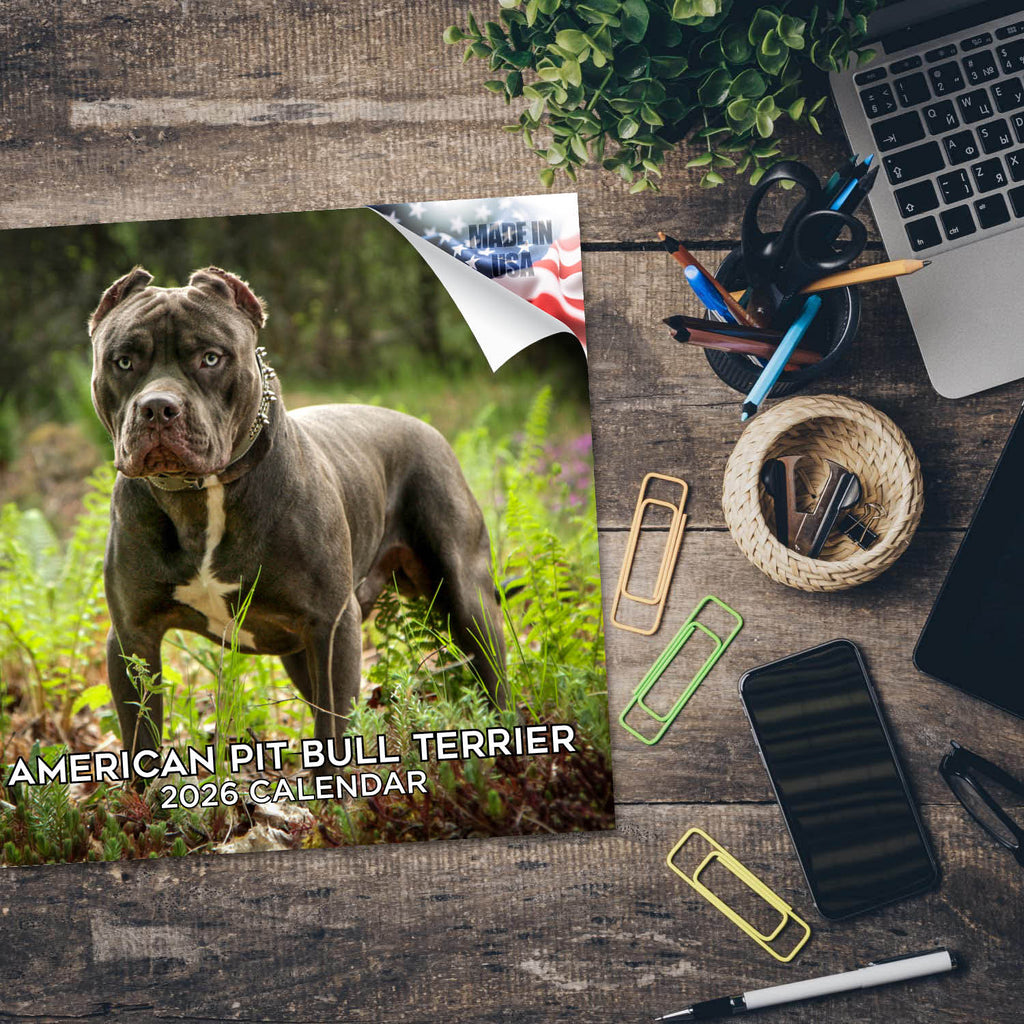 American Pit Bull Terrier Wall Calendar 2026