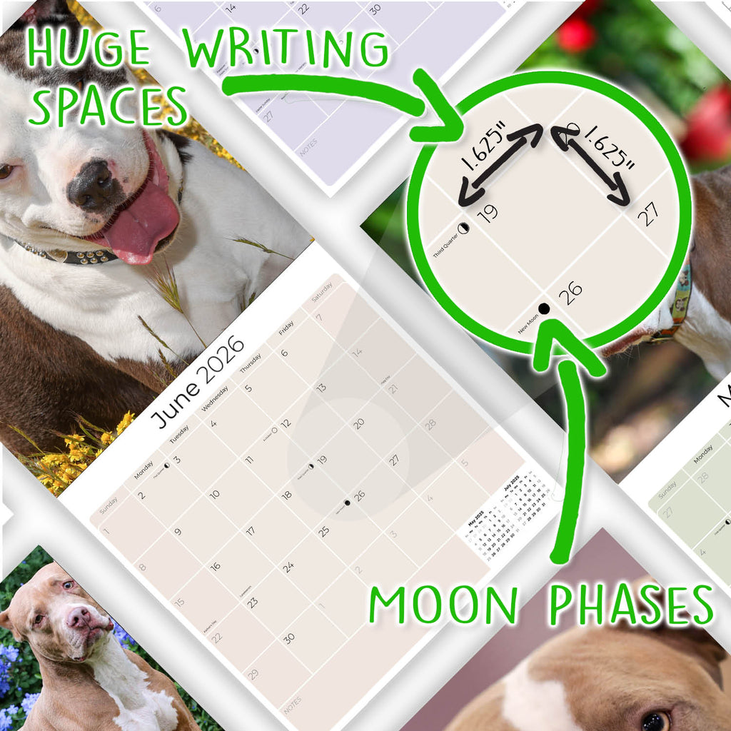 American Pit Bull Terrier Wall Calendar 2026