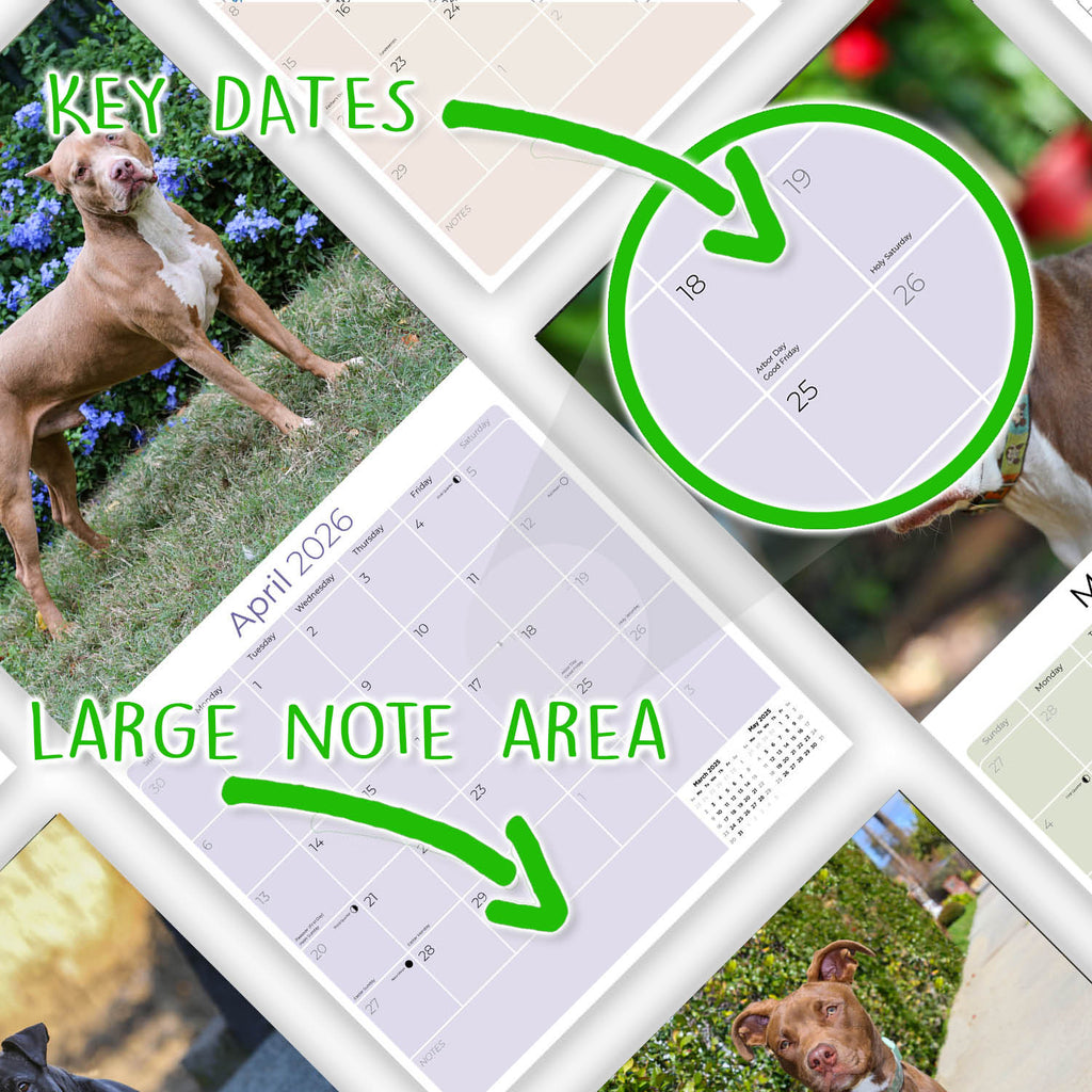 American Pit Bull Terrier Wall Calendar 2026