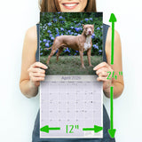 American Pit Bull Terrier Wall Calendar 2026