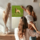 Australian Cattle Dog Wall Calendar 2026