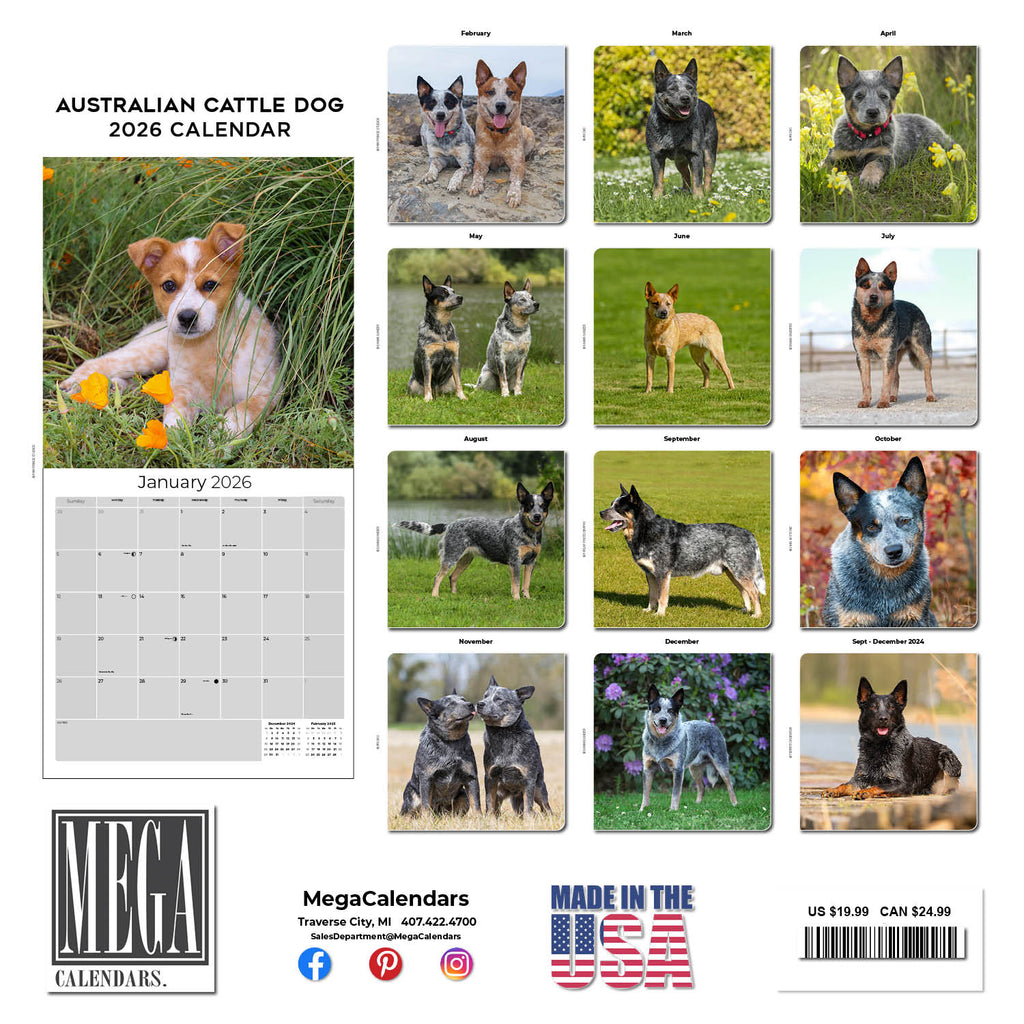 Australian Cattle Dog Wall Calendar 2026