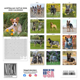 Australian Cattle Dog Wall Calendar 2026