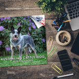 Australian Cattle Dog Wall Calendar 2026