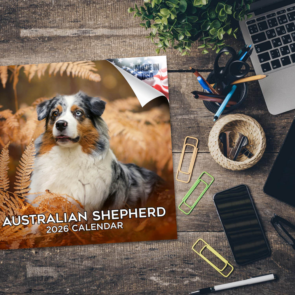 Australian Shepherd Wall Calendar 2026