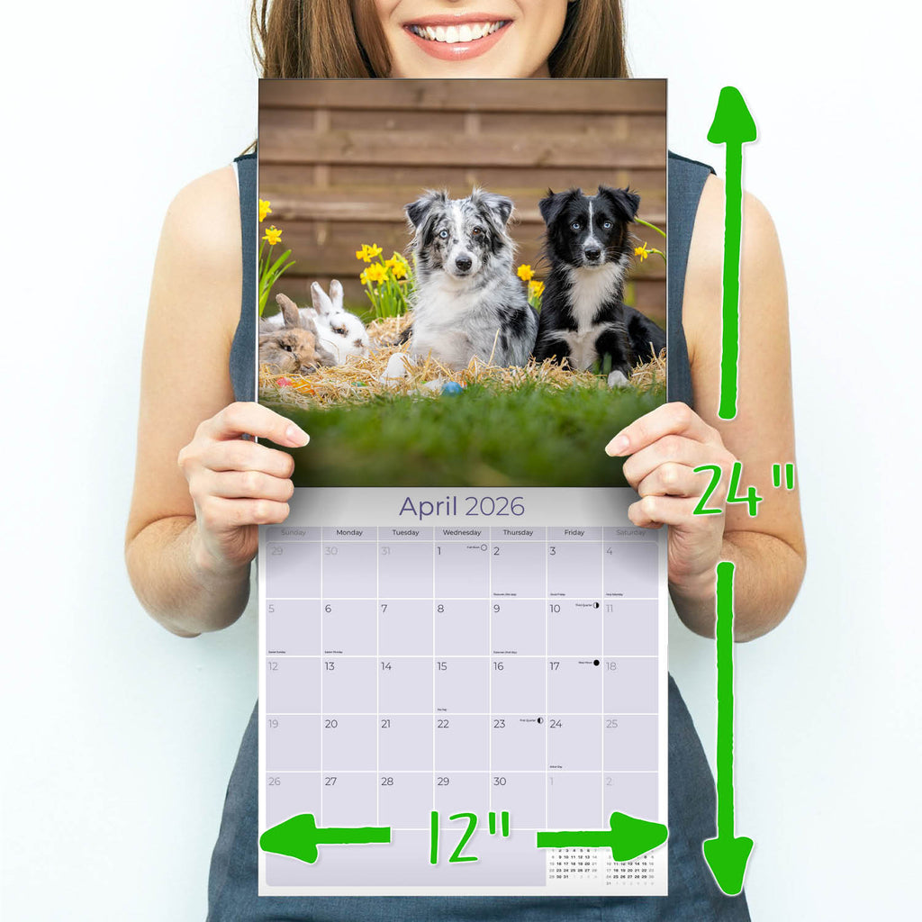 Australian Shepherd Wall Calendar 2026