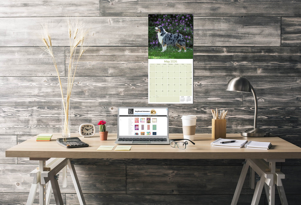 Australian Shepherd Wall Calendar 2026